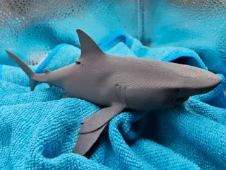 shark