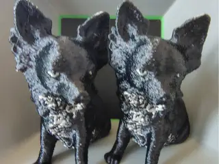 Dog Chihuahua