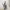 Moon Priestess