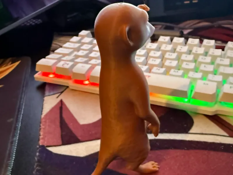 meerkat