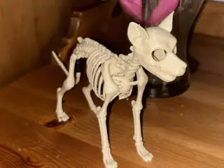Dog skeleton