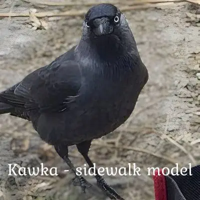 Kawka - Sidewalk Model