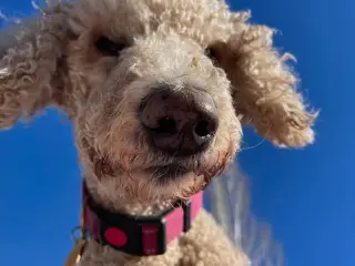 CUtie