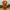 Busto di Golden Retriever