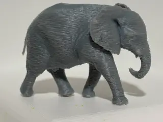 Baby Elephant