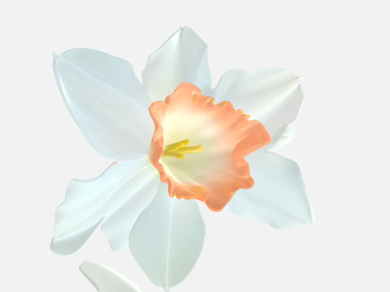 Beautiful Flower