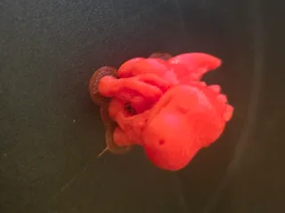 A Cute Tiny T-rex