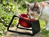 Rho Cat bowl-0