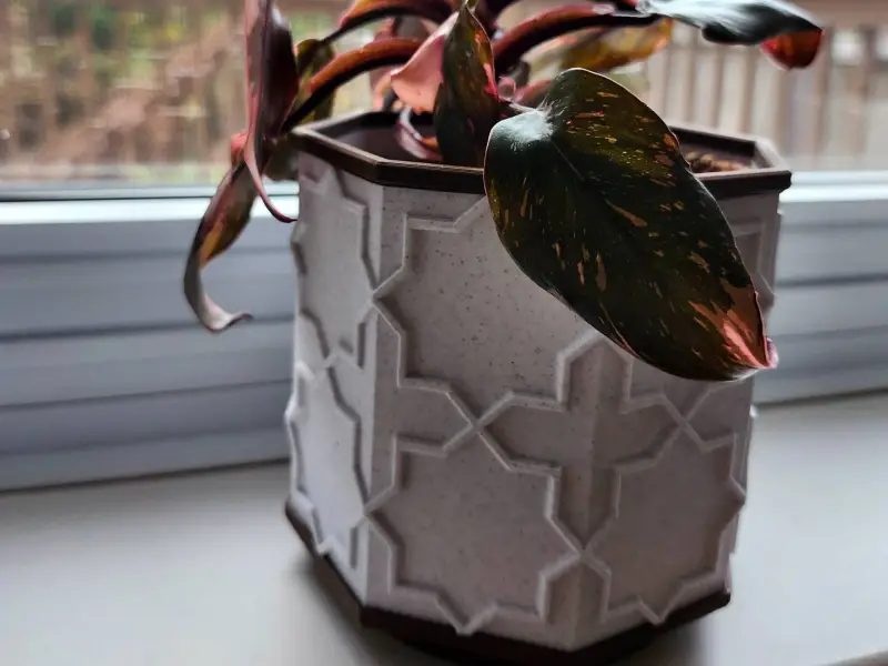 Octagon Pot