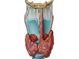 thyroid / Schilddrüse-0