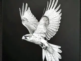 Falcon