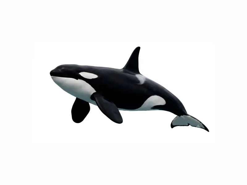 Orca | The Killer Whale