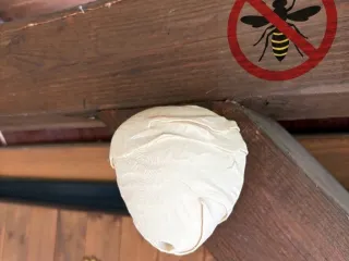 wasp's nest