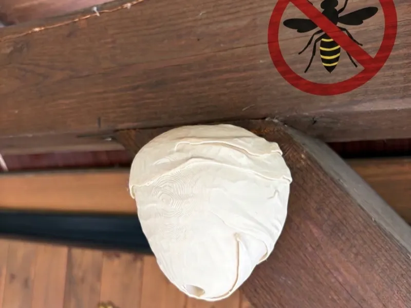 wasp's nest