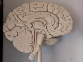 Brain / Gehirn