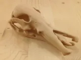 جمجمة خلد الماء-0