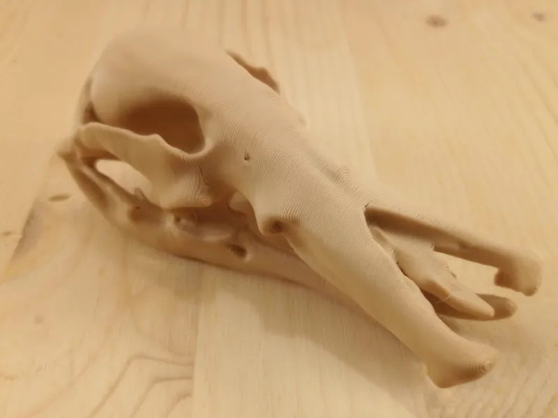 Platypus Skull
