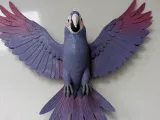 ببغاء محلّق-0