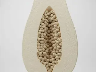 mamão papaya