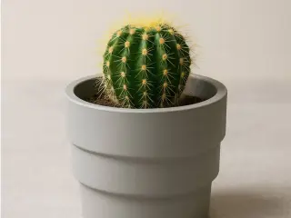 Maceta Cactus
