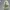 LARVITAR Cosplay TYRANITAR - FIGURE 3D