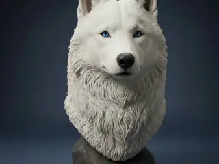 Lobo Husky