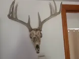Suporte de Montagem para Crânio de Cervo-0