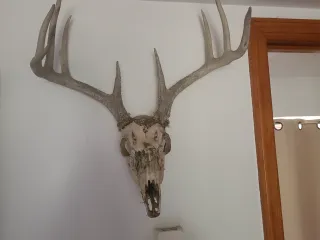 deer head mount k2p abs