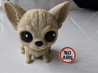Chihuahua No CFS/AMS Dog