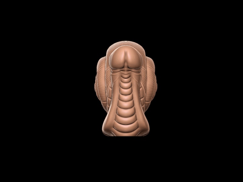 Penis Snail