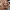 Fluffy Shih Tzu Companion Puppy – Noah0x03