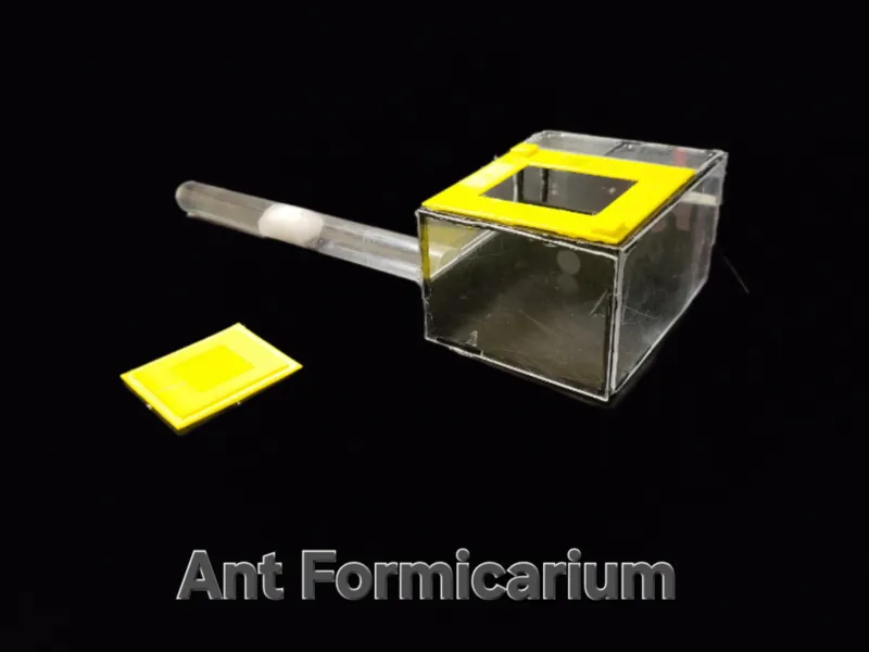 Formicaio (Piccolo)