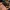 Sleepy Dachshund Companion – Noah0x03