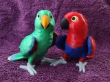 Eclectus-0