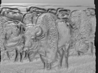 herd of bison