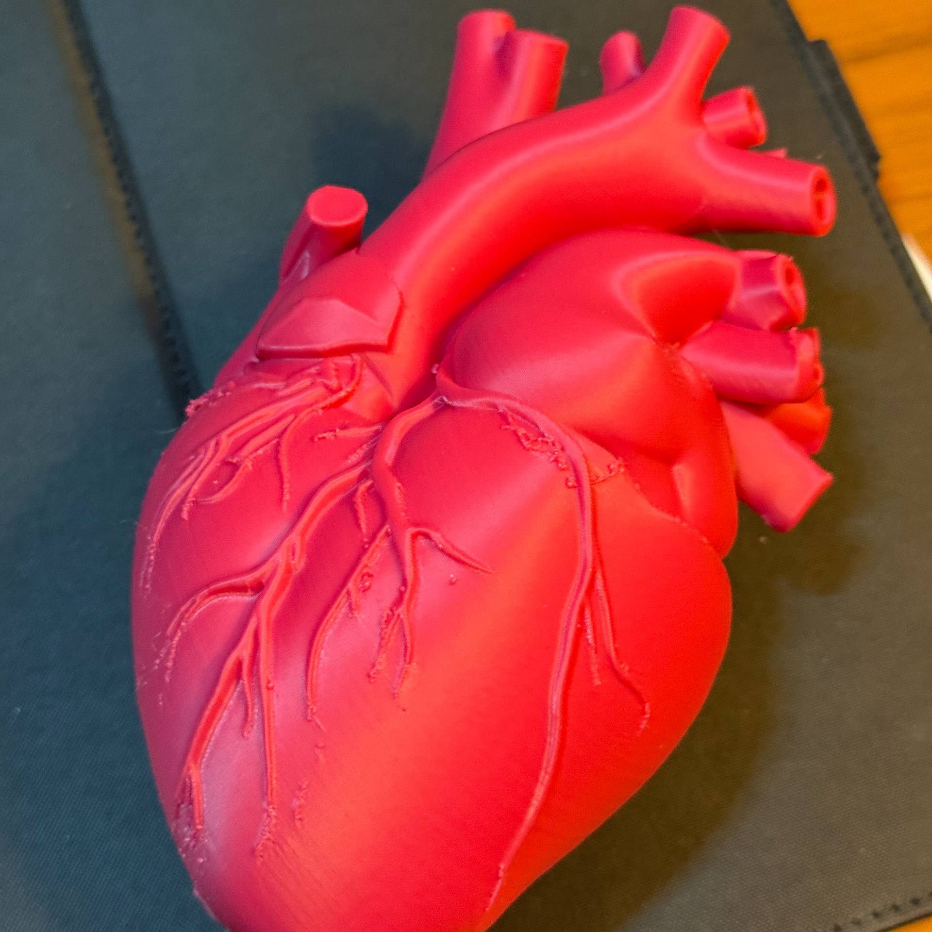 Heart Educational Model - Education - PLA - 3D printed product - фото 2