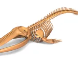 Fin Whale Skeleton – Massive Realistic Marine Animal 3D Mode-0