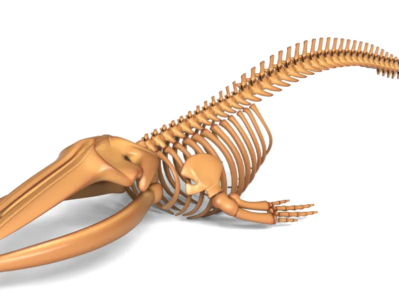 Fin Whale Skeleton – Massive Realistic Marine Animal 3D Mode