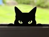 Cat Window-0