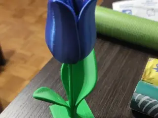 Tulip