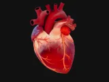 Anatomical Human Heart Model for Medical Study and Research-0