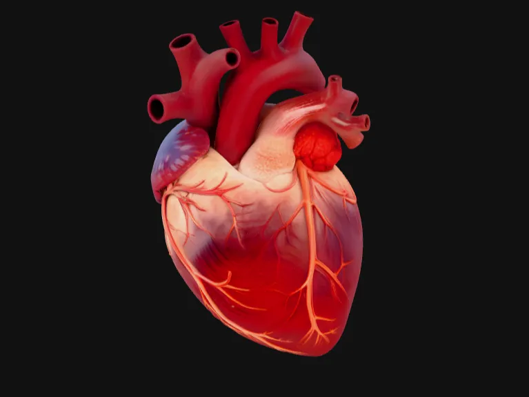 Anatomical Human Heart Model for Medical Study and Research