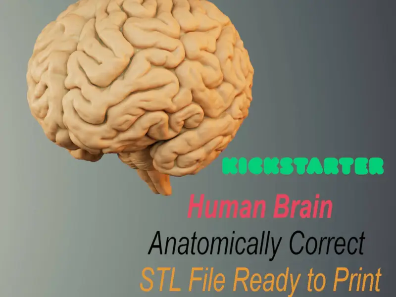 BRAIN ANATOMY STL FOR EDUCATION