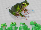 a beautiful frog collection-0