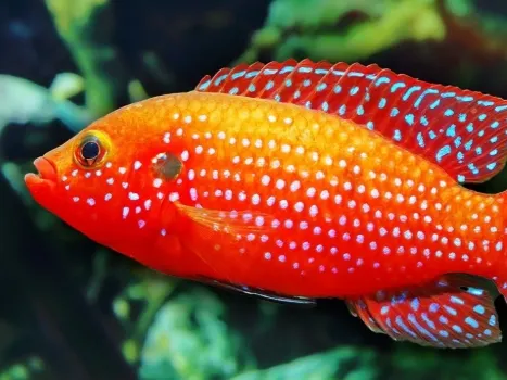 fish