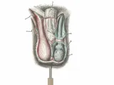 Testicles / Hoden-0