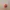 Pumpkin Clicker – Finger Fidget