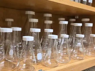 Erlenmeyer Flask Cap
