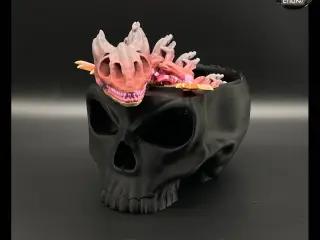 Skull Container Box 💀