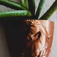 Wall Plant Pots Collection-0